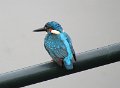B (68) Common Kingfisher